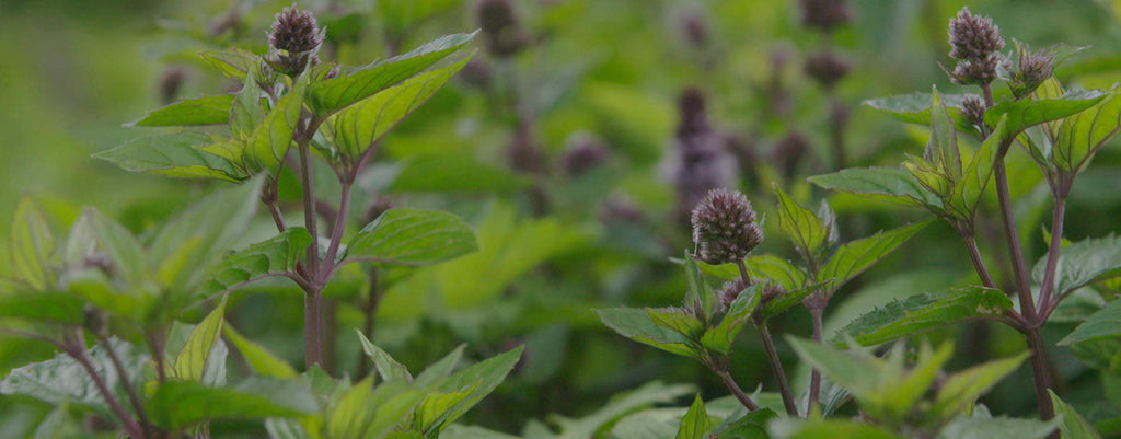 Why Mint Choc Chip Ice Cream Shouldn’t Be Green